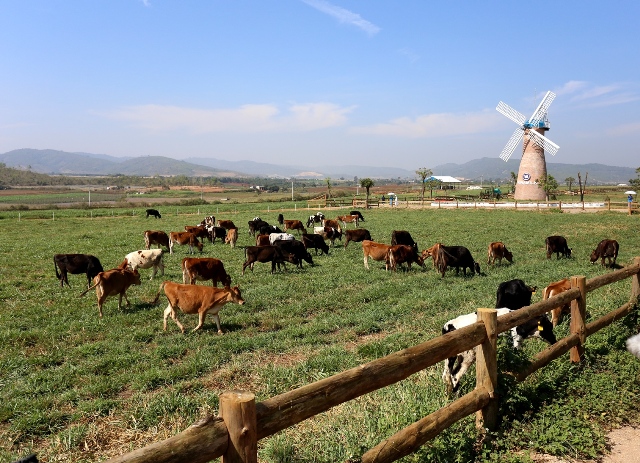 Tháng 3 vừa qua, tại Đà Lạt, tỉnh Lâm Đồng, Vinamilk cũng đã chính thức khánh thành trang trại bò sữa Organic tiêu chuẩn châu Âu đầu tiên tại Việt Nam có tổng vốn đầu tư hơn 200 tỷ đồng