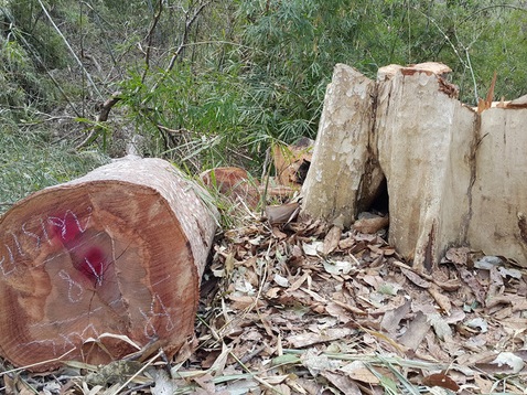 Khởi tố vụ lâm tặc đốn hạ trên 23 m3 gỗ bằng lăng