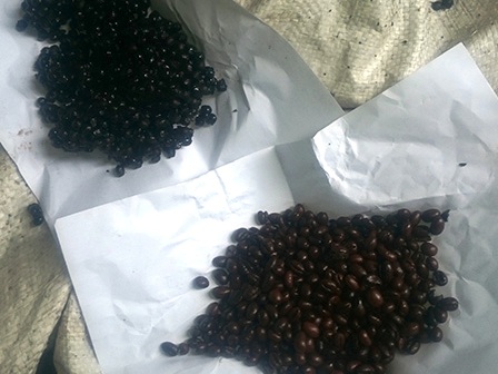 Hạt đậu nành rang cháy làm giả cà phê đánh lừa người tiêu dùng