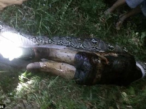 Dân làng hoảng sợ khi phát hiện xác người trong bụng trăn khổng lồ