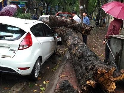 Mưa to, gió lốc khiến cây bật gốc đè bẹp ôtô