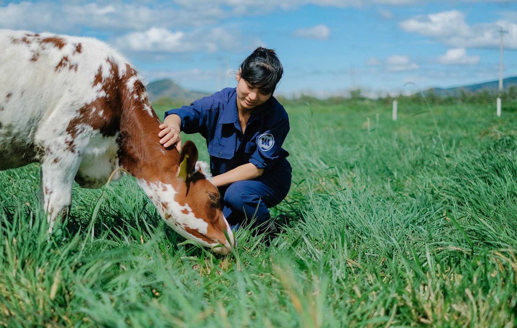 Quy trình chăm sóc bò sữa “3 Không” tại Trang trại bò sữa Vinamilk Organic