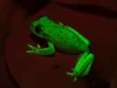 Phát hiện ra loài ếch có khả năng phát sáng đầu tiên trên thế giới