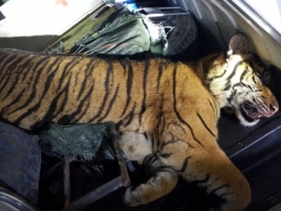 Xe cứu thương chở hổ là xe tư nhân