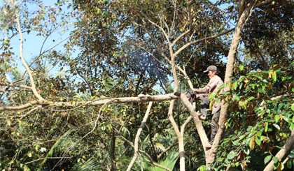 Người dân đang đốn bỏ vú sữa Lò Rèn