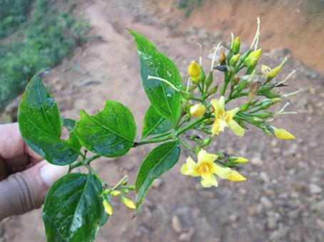 Ăn nhầm lá ngón, 2 mẹ con tử vong