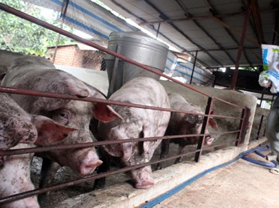 Giá heo giảm sâu - Người chăn nuôi bên bờ vực phá sản