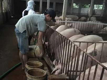 Giá lợn hơi tuột dốc Thương lái thừa nước đục thả câu