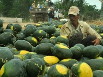 Giá cao, dưa hấu Việt Nam khó cạnh tranh tại thị trường Trung Quốc