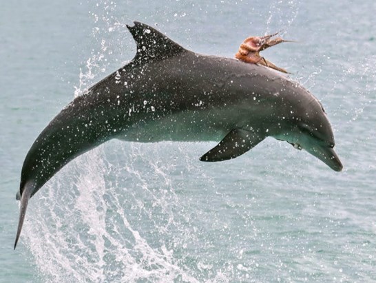 Kinh ngạc cảnh bạch tuộc cưỡi cá heo để không bị ăn thịt