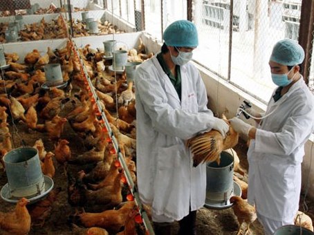 Phát hiện chủng cúm chết người biến đổi độc lực, tăng tốc độ lây truyền đến 1000 lần