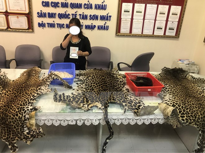Phát hiện vụ nhập lậu sản phẩm động vật hoang dã quý hiếm quy mô lớn