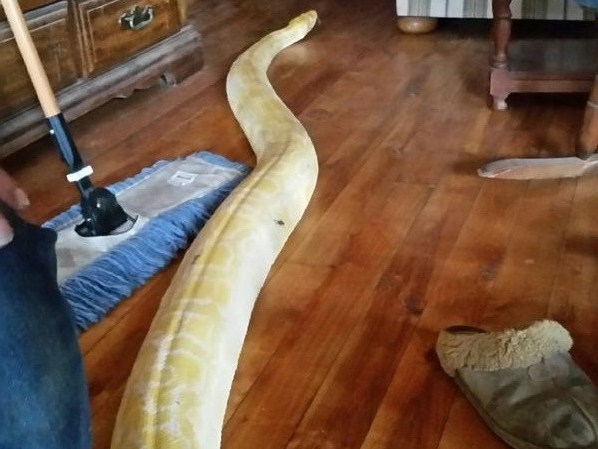 Kỳ lạ con trăn vàng trở về nhà sau hai tuần mất tích, gây xôn xao