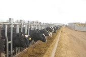 Vinamilk nhập hơn 2 000 con bò sữa cao sản từ Mỹ, tiếp tục khẳng định vị thế dẫn đầu ngành hàng sữa