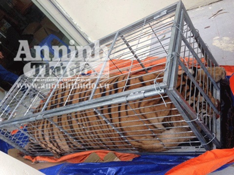 Hà Nội Phát hiện nhóm đối tượng vận chuyển hổ còn sống đem nấu cao