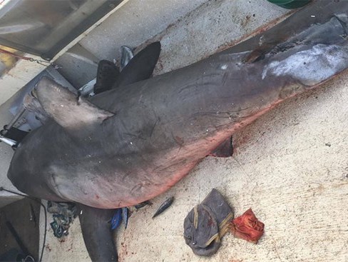 Ngư dân lão luyện phát hoảng khi cá mập khổng lồ nhảy vào thuyền