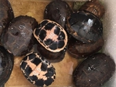 Nhiều cá thể rùa và tê tê quý hiếm trên xe biển số Lào về Việt Nam