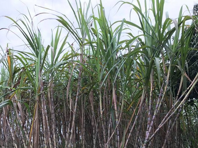 Nắng nóng cao điểm, hàng nước mía ép không xuể, thu lãi tiền triệu