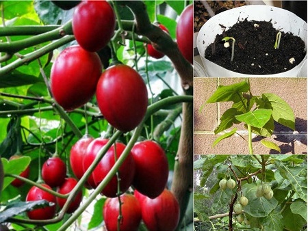 Cơn sốt cà chua thân gỗ