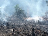 Điều tra nguyên nhân vụ cháy rừng phòng hộ Nam Sơn ở Hà Nội