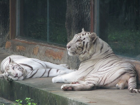 Cậu bé 13 tuổi bị hổ vồ phải ra Hà Nội cấp cứu