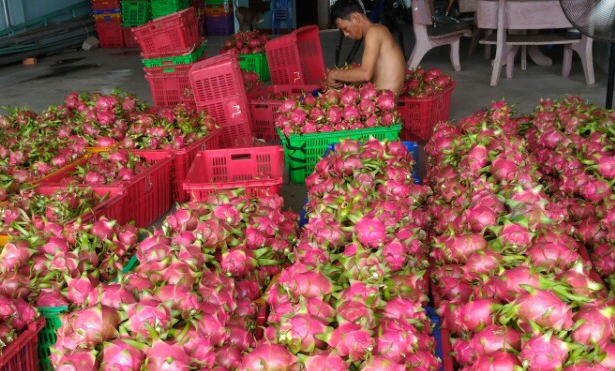  Nông dân trồng thanh long bớt lo vì giá ổn định.