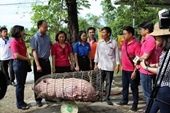 LienVietPostBank giải cứu đàn lợn, hỗ trợ người dân chăn nuôi tại tỉnh Quảng Trị
