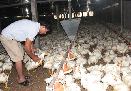 Đồng Nai Hết heo, lại lo đến gà