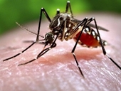 Virus do muỗi, côn trùng gây 150 loại bệnh cho người và động vật