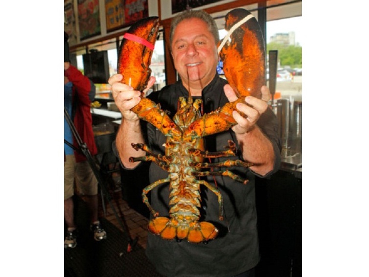 Tôm hùm khổng lồ 132 tuổi giá 1 000 USD được thả tự do sau 20 năm