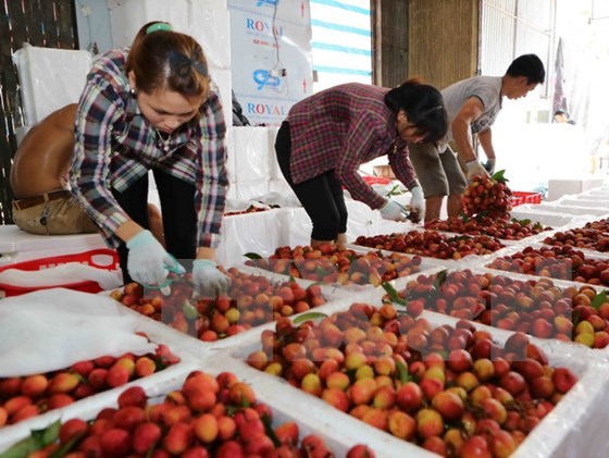 Vải thiều Lục Ngạn được mùa, giá tăng cao nhất từ trước đến nay