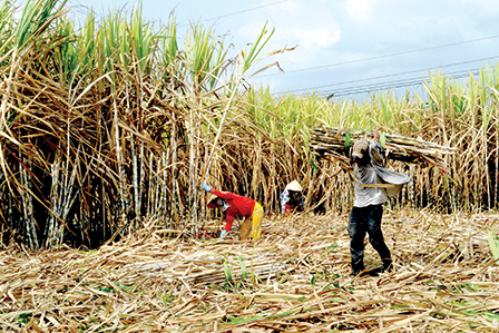 Sản xuất mía đường Chưa vào vụ đã lo thua lỗ