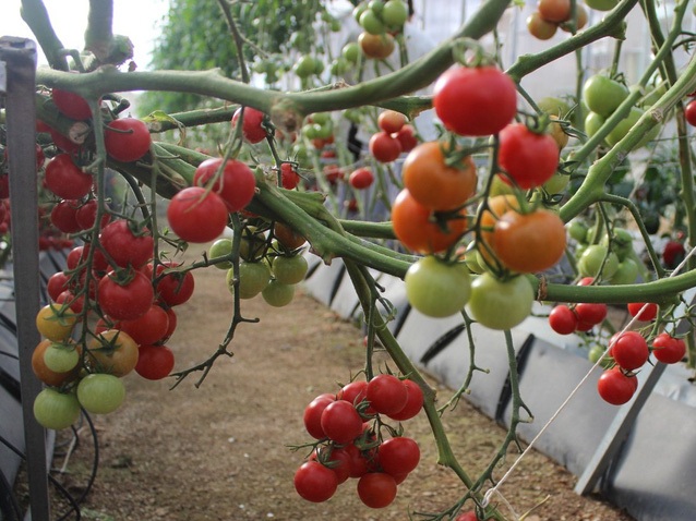 Dịch bệnh hoành hành, cà chua Đà Lạt tăng giá mạnh