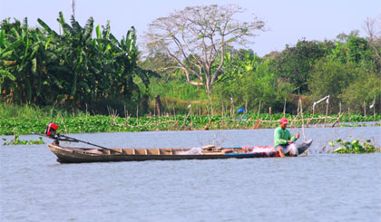 Kè lục bình chống sạt lở trên sông Tiền ở xã Hòa Hưng (huyện Cái Bè).