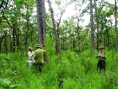 Hoàn thiện cơ sở pháp lý trong công tác bảo vệ, phát triển rừng