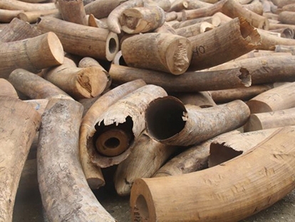 Gần 3 tấn ngà voi giấu trong xe hoa quả