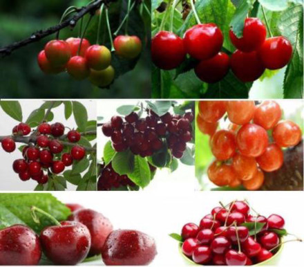 Loại cherry ít sẫm màu thường có giá rẻ hơn. Ảnh: FB