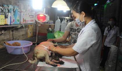 Nở rộ trào lưu nuôi thú cưng