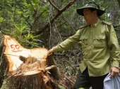 Vụ phá rừng pơmu ở Quảng Nam Khởi tố nguyên đồn phó đồn biên phòng