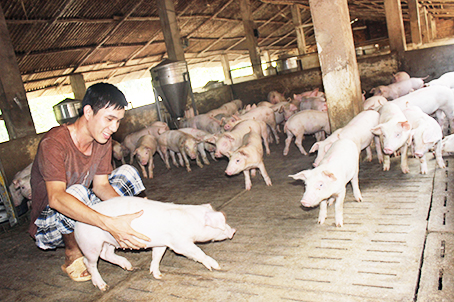 Khó lường thị trường heo hơi