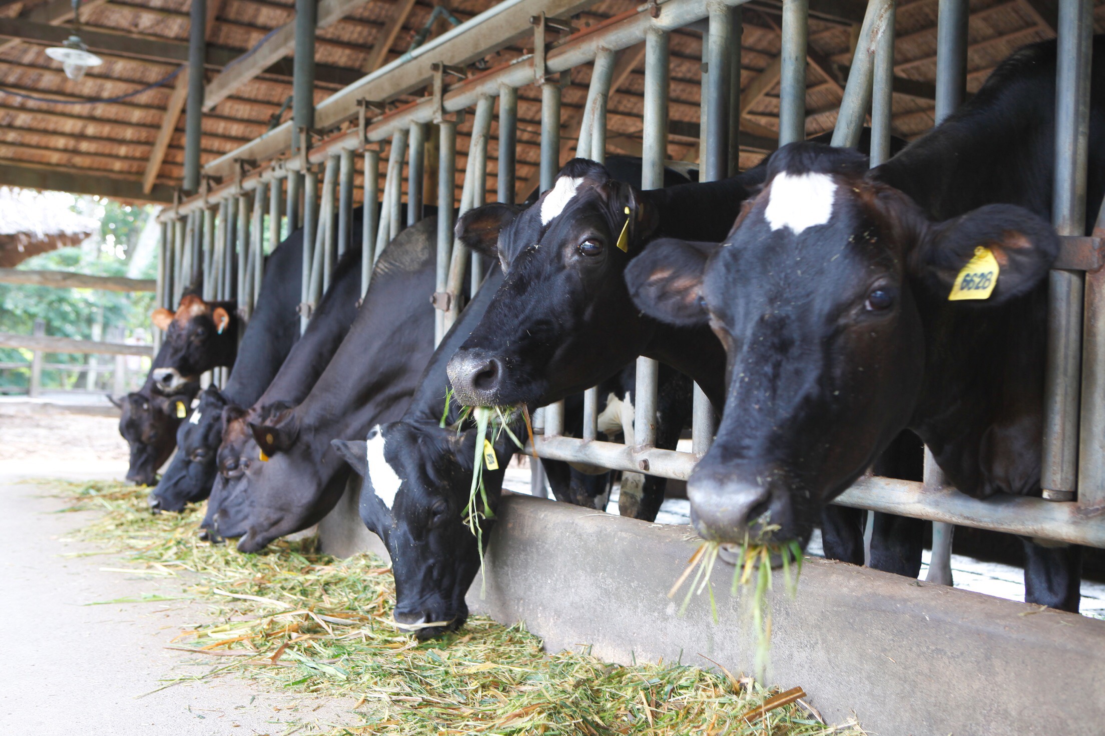 FrieslandCampina Việt Nam song hành cùng nông dân hơn 20 năm qua để tạo ra những giọt sữa tươi chất lượng cao