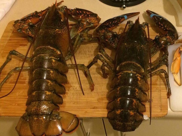 Đại gia Việt săn tôm hùm khổng lồ nặng tới 7kg tặng nhà vợ