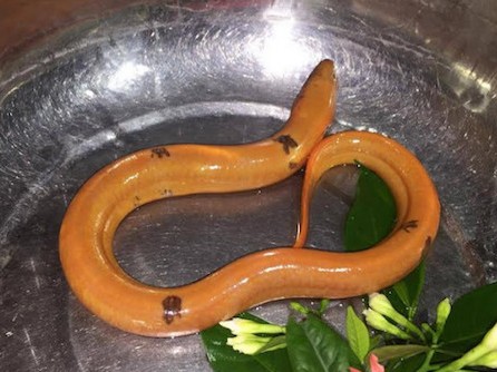 Nông dân Nghệ An bắt được lươn vàng, đốm đen