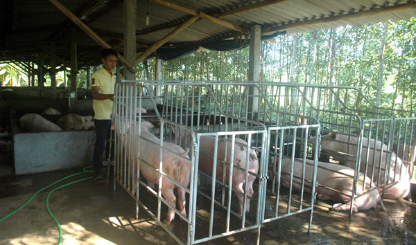 Người nuôi heo cần cân nhắc trước cơn sốt giá