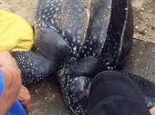 Rùa nặng gần 100 kg dạt vào bờ biển Khánh Hòa