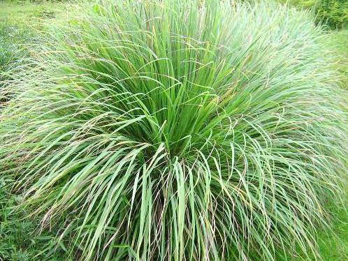 Trồng sả trong nhà để xua đuổi muỗi và phòng bệnh