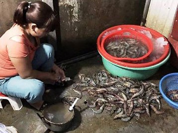 Cơ sở kinh doanh ở Hà Nội bơm tạp chất vào tôm