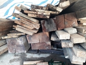 Phát hiện gỗ thông đỏ đặc biệt quý hiếm trong nhà Trưởng BQL rừng Đại Ninh