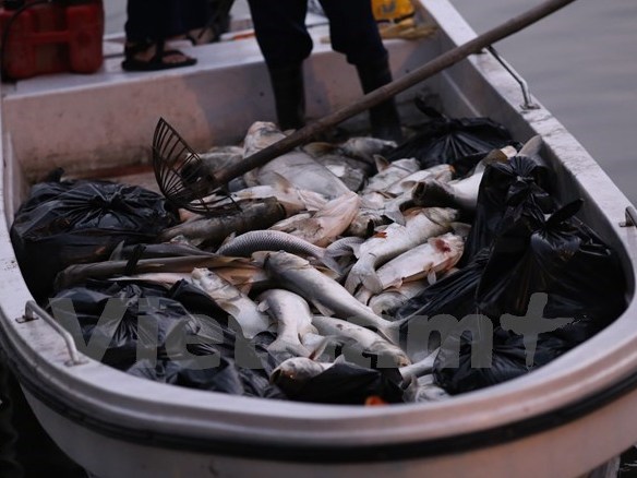 Cá lại tiếp tục chết, bốc mùi hôi thối ở hồ Hoàng Cầu