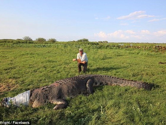 Bắt sống cá sấu khổng lồ dài 5m, chuyên gia bị ném đá